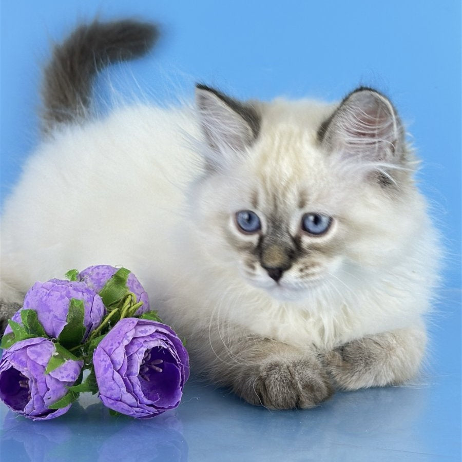 Archer Siberian male, black tabby pointed