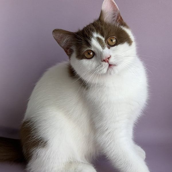 Ferris British Shorthair male, cinnamon harlequin