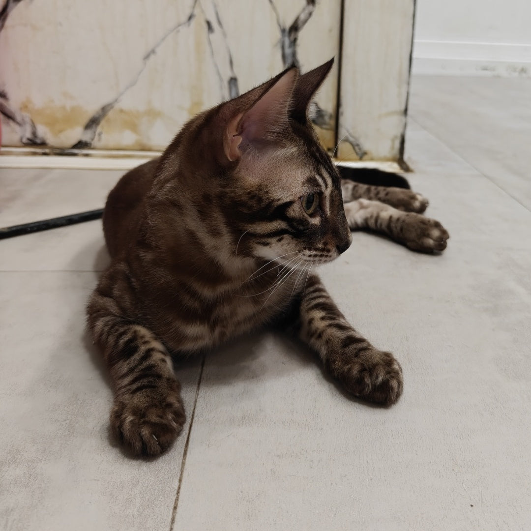 Jake Bengal male, black amber spotted tabby pointed