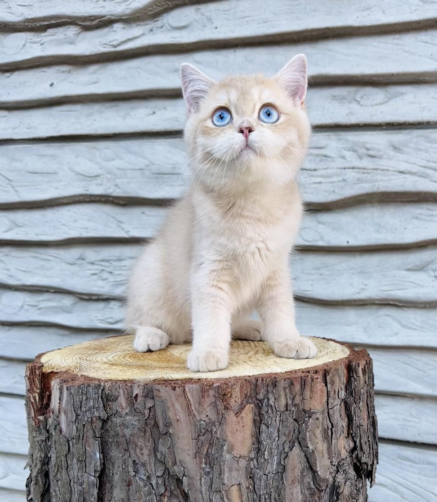 Rolls-Royce British Shorthair male, lilac golden chinchilla