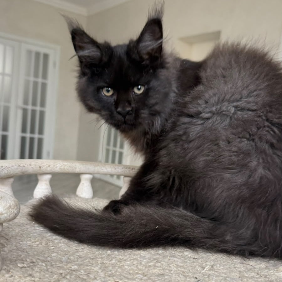 Tibet Maine Coon male, black silver