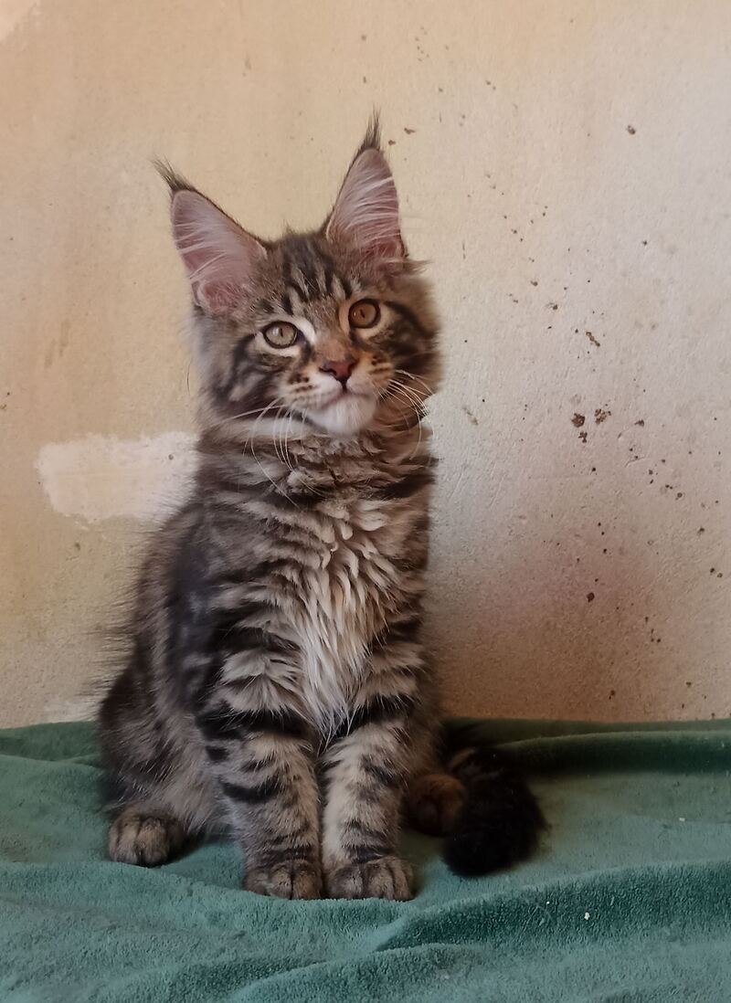 Yaguar Maine Coon male, black silver tabby