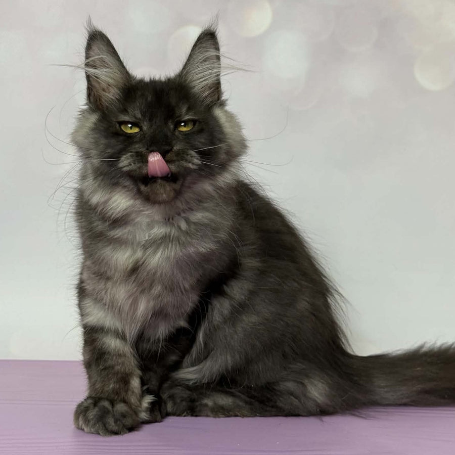 Aurora Maine Coon polydactyl 7x6x5x5 female, black silver