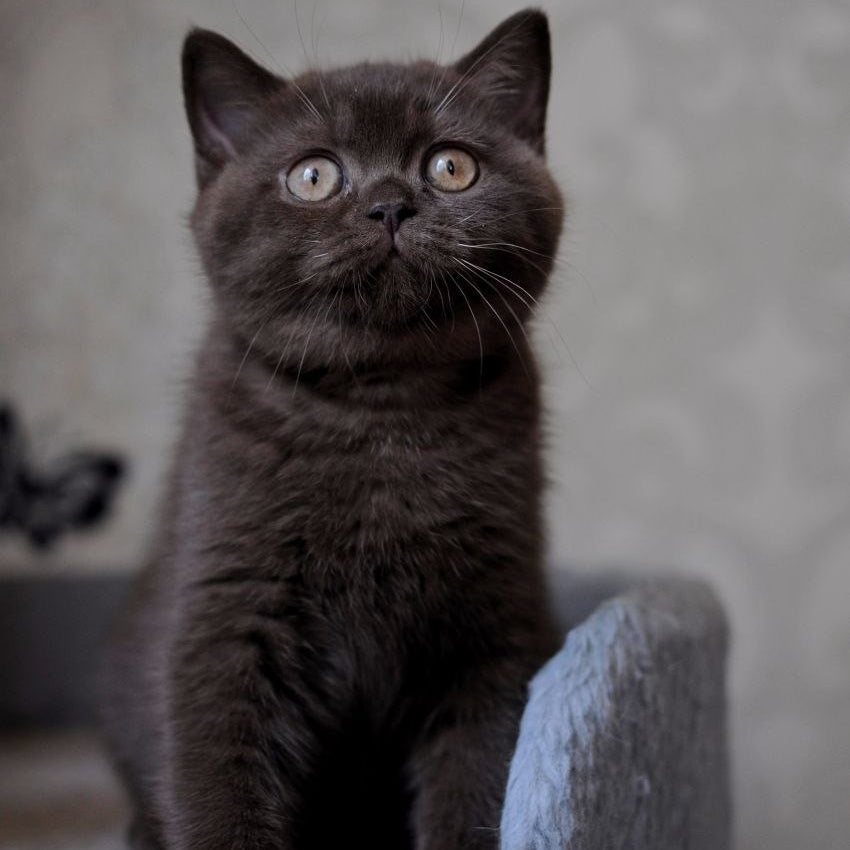 Rose British Shorthair female, chocolate