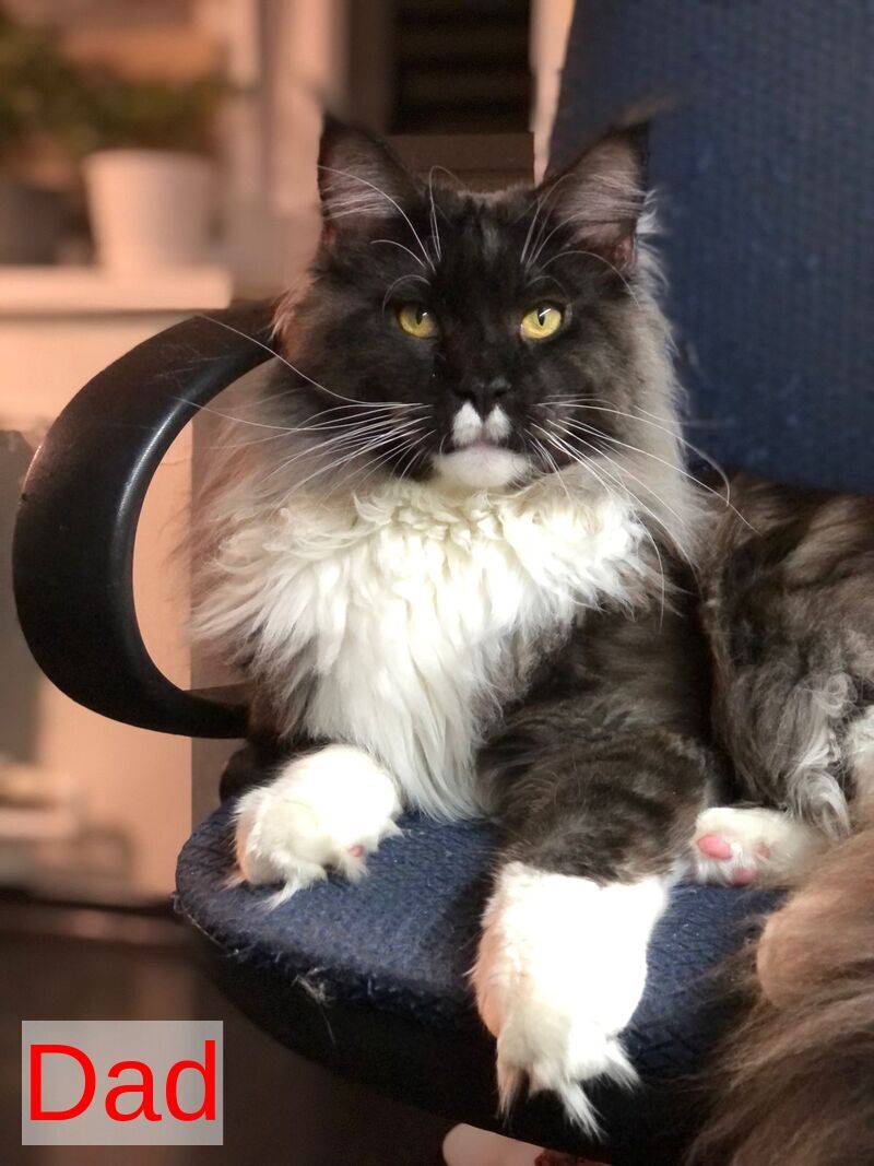 Aura Maine Coon female, black silver
