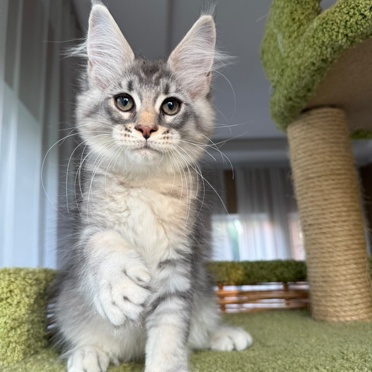 Image Maine Coon male, blue silver ticked tabby