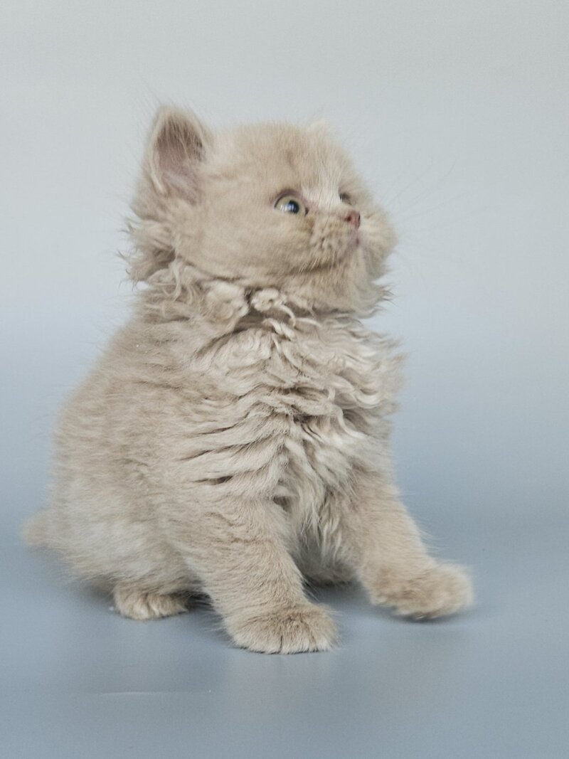 Angel British Longhair male, fawn