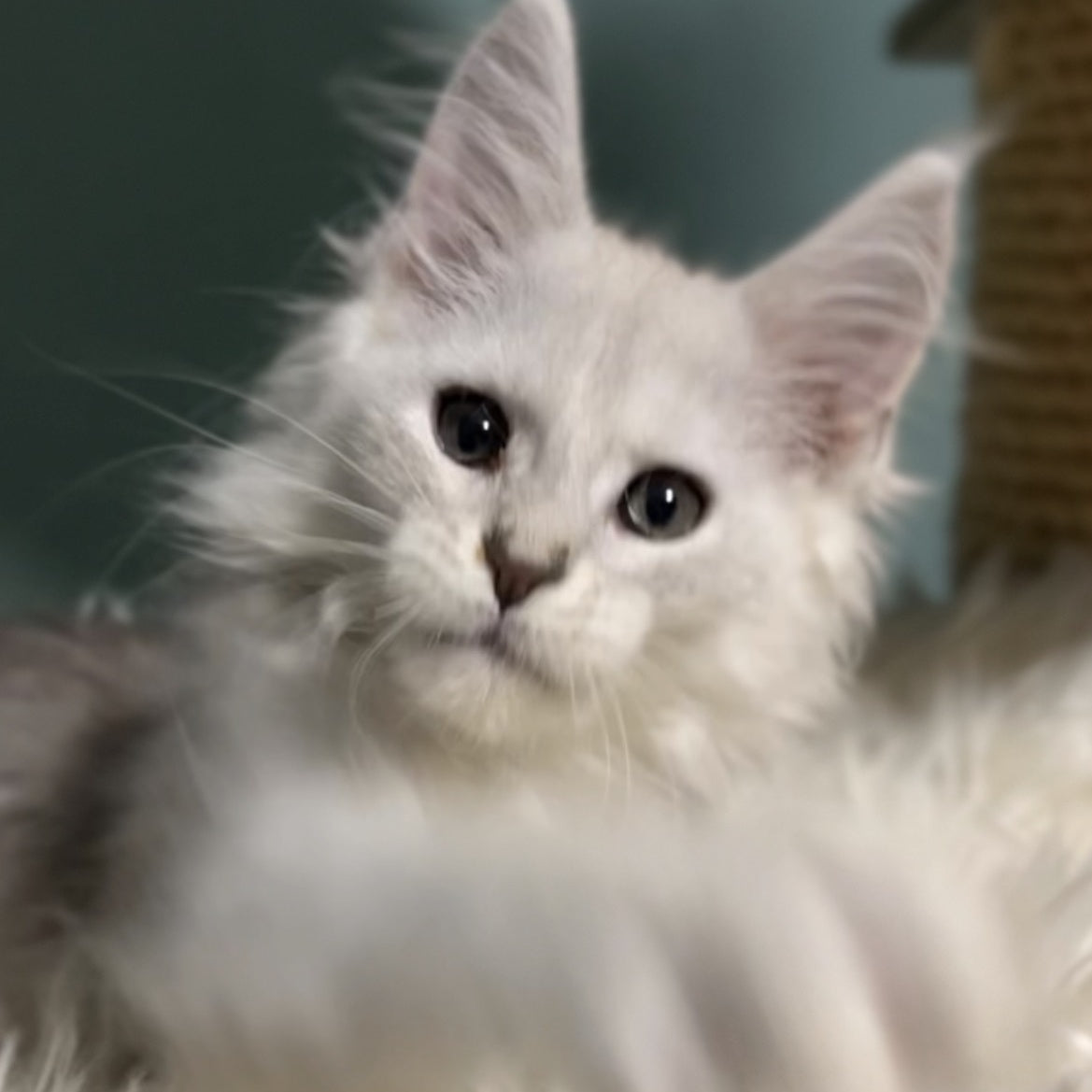 Gotham Maine Coon male, blue silver shaded