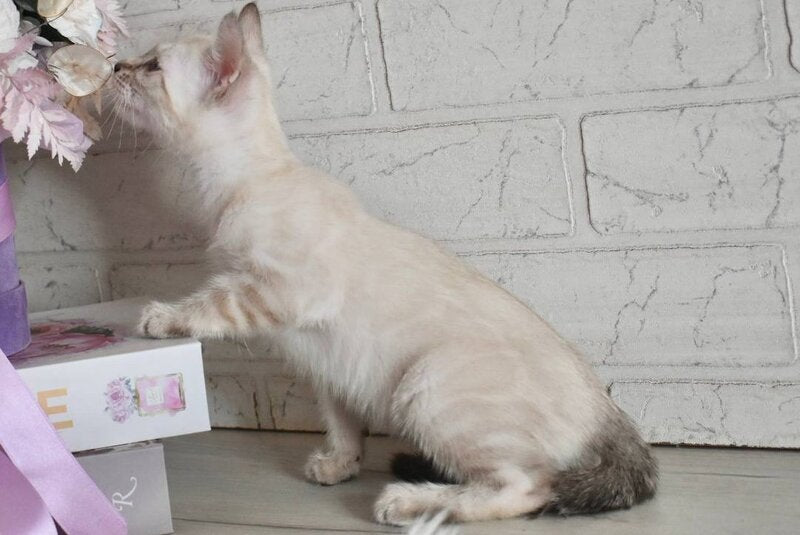 Sneja Bengal female black spotted tabby pointed - live animals