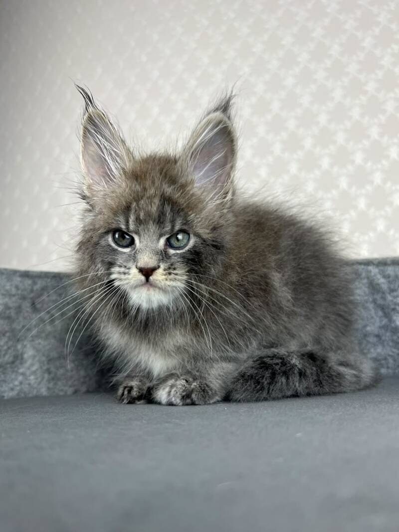 Paradise Maine Coon male, blue tabby