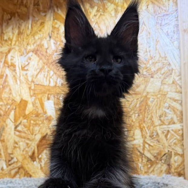 Kaida Maine Coon male, black with white
