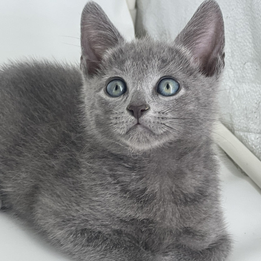 Aron Russian Blue male, blue