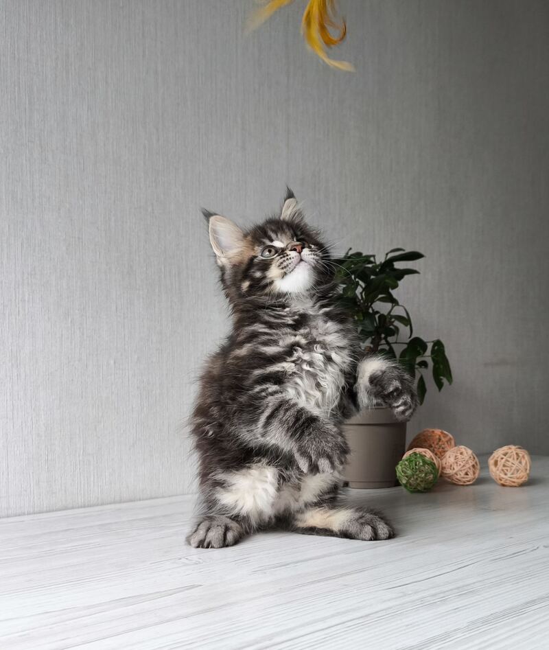 Hector Maine Coon male, black tabby