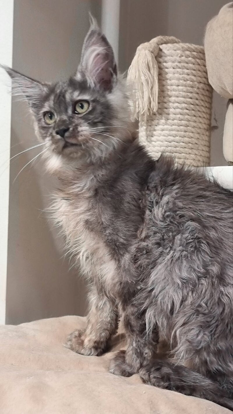 Cassia Maine Coon female black silver - live animals