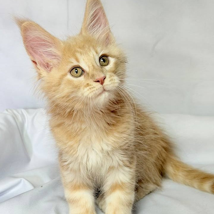 Lyndon Maine Coon polydactyl 5x5x6x6 male, cream silver tabby