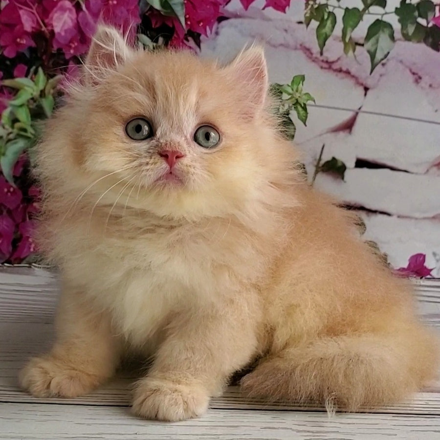 Bounty British Longhair male, lilac golden chinchilla