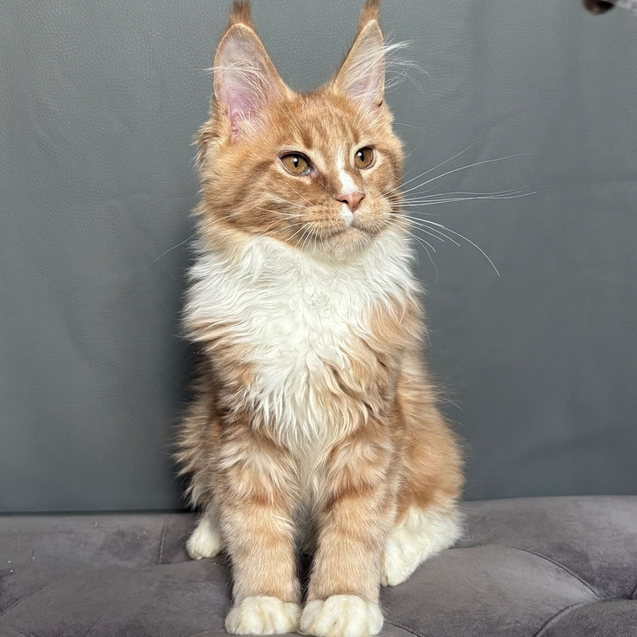 Charlie Maine Coon male, cream bicolour