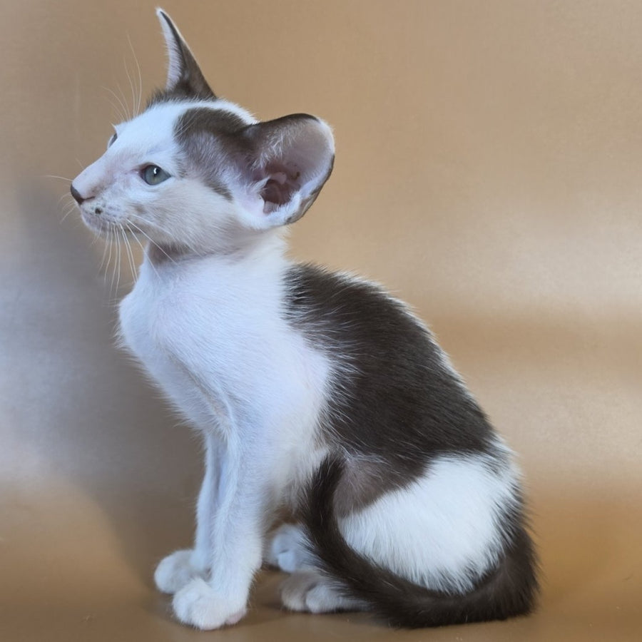 Cookie Oriental Shorthair male, chocolate van