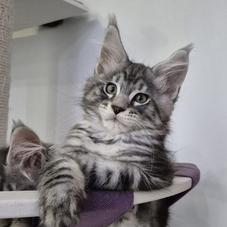Kohinoor Maine Coon male, black silver tabby