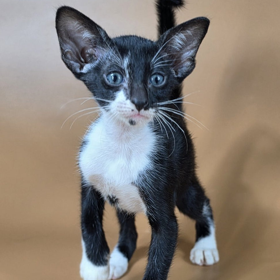 Daphne Oriental Shorthair female, black bicolour