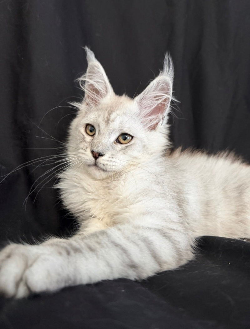 Ximas Maine Coon male, black silver shaded