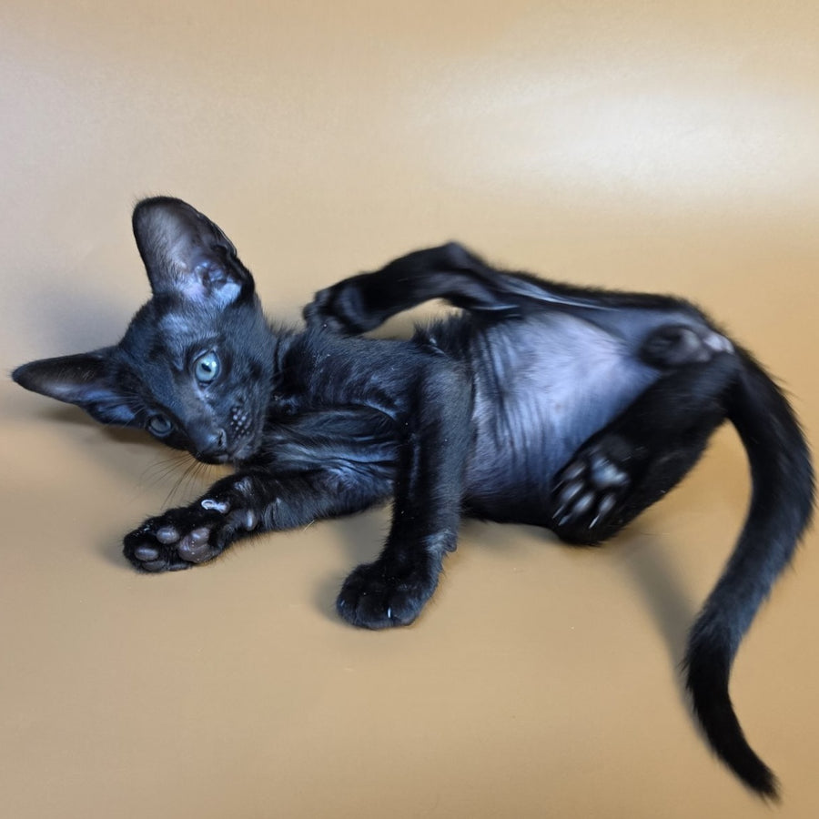 Fenrir Oriental Shorthair male, black