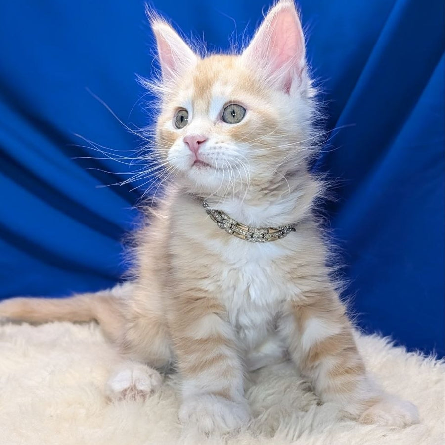Yukon Maine Coon male, red silver tabby