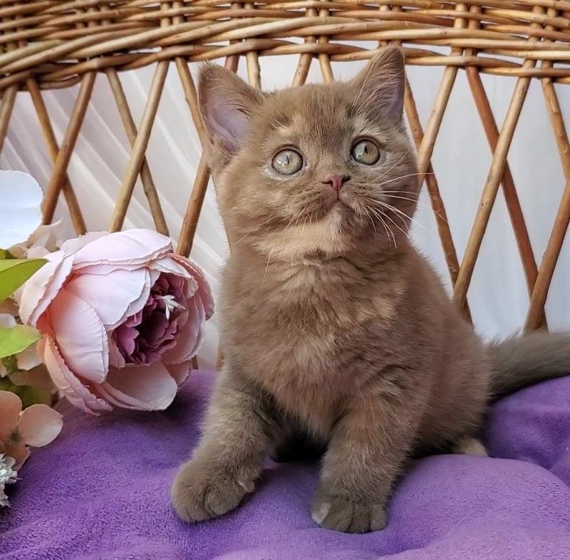 Sherry British Shorthair female, cinnamon tortie