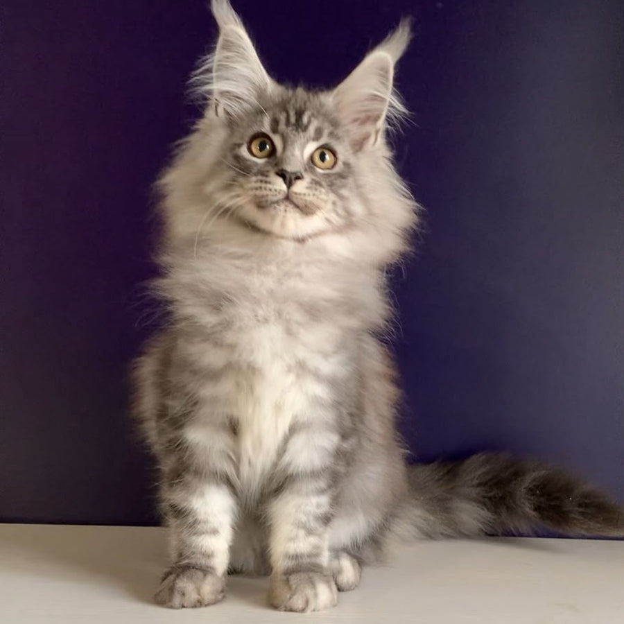 Manchester Maine Coon male, black silver tabby