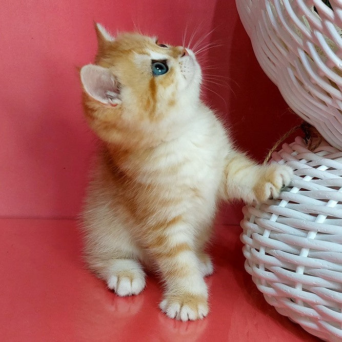 Kristopher British Shorthair male, black golden spotted tabby