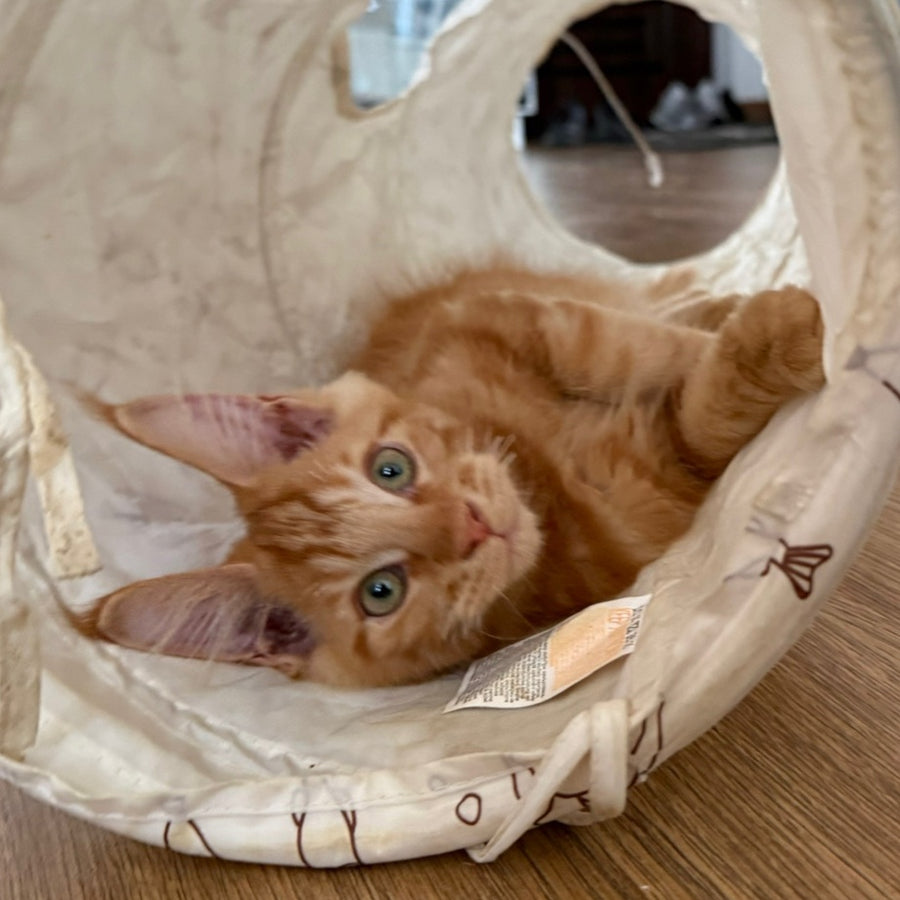 Azart Maine Coon male, red tabby