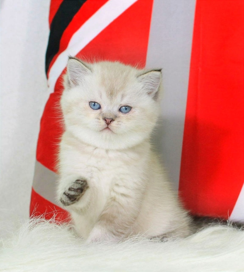 Sunny British Shorthair female, black ticked tabby pointed