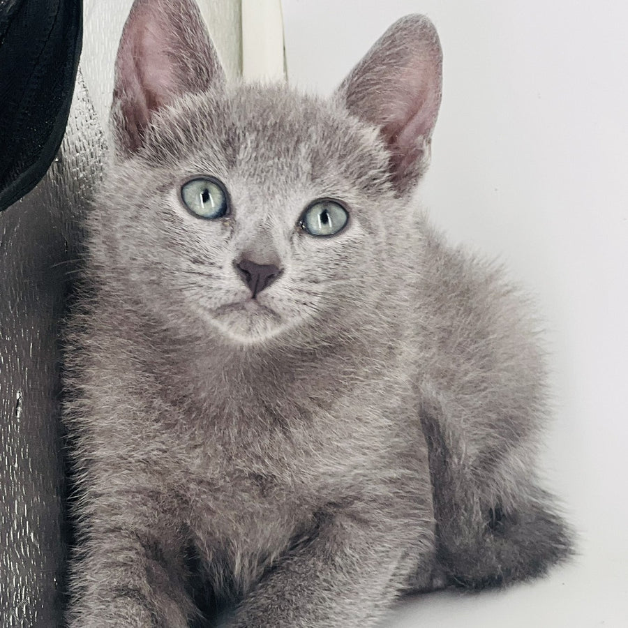 Aster Russian Blue male, blue