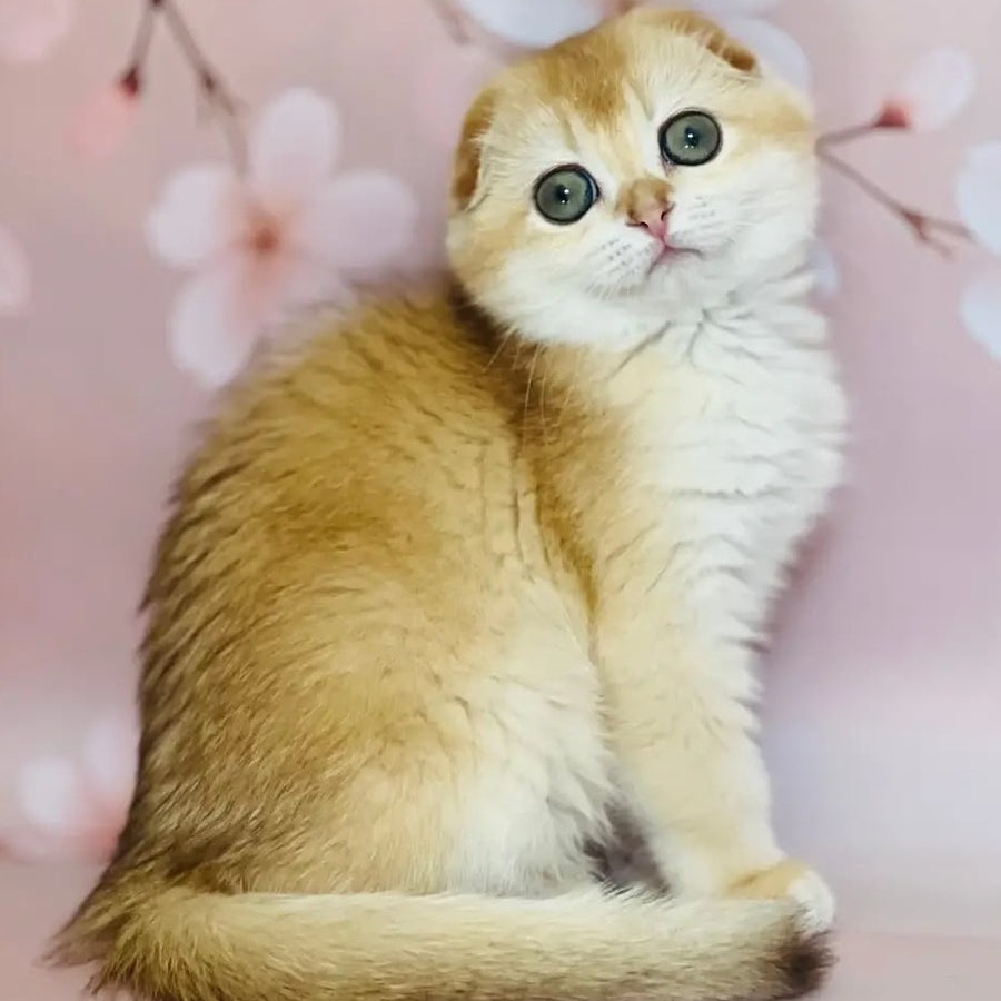 Karamelka Scottish Fold female, chocolate golden chinchilla