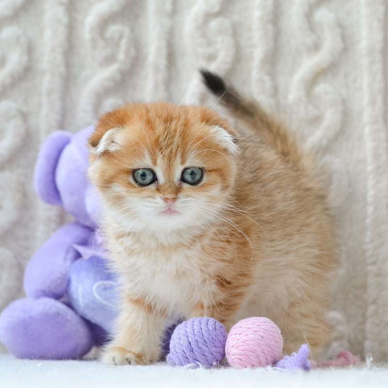 Iris Scottish Fold female, black golden spotted tabby