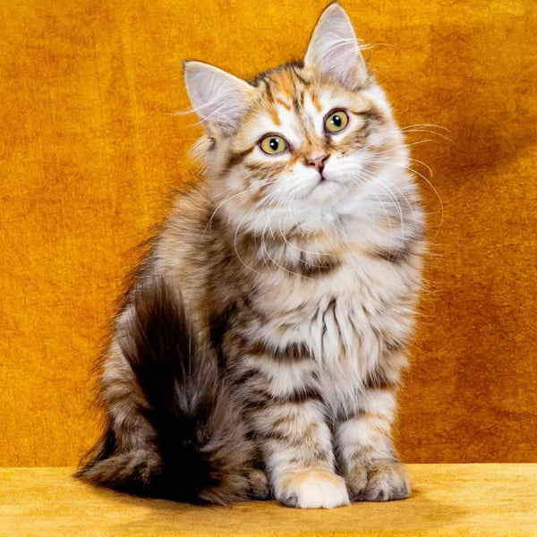 Evangelina Siberian female, black tortie spotted tabby