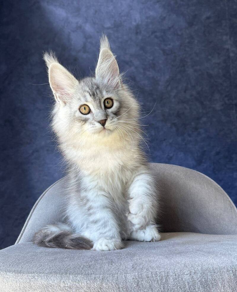 Vadash Maine Coon male black silver spotted tabby - live animals