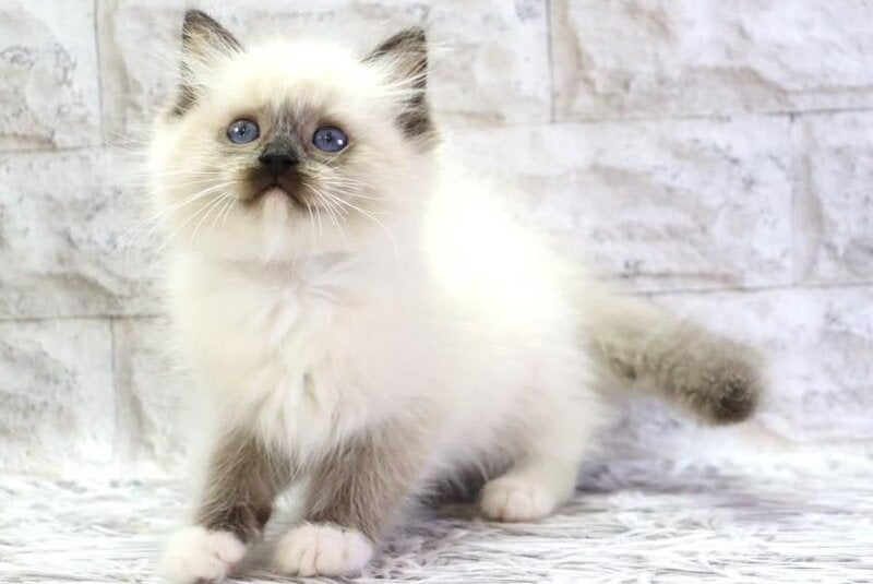Hercules Ragdoll male, seal mitted