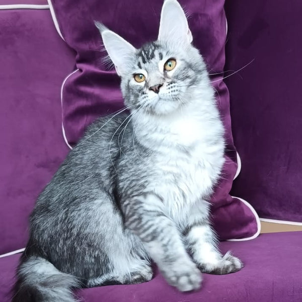 Darsia Maine Coon female, black silver ticked tabby