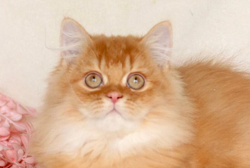 Jak British Shorthair male, red golden chinchilla