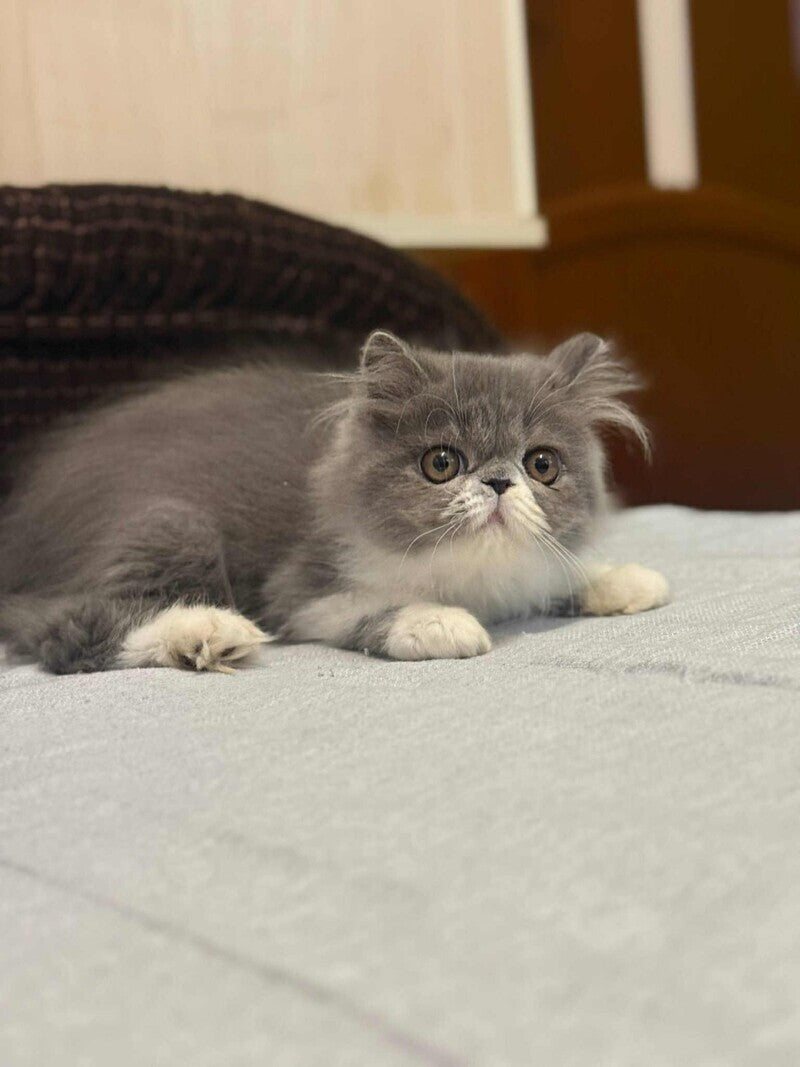 Isabel Persian female, blue bicolour