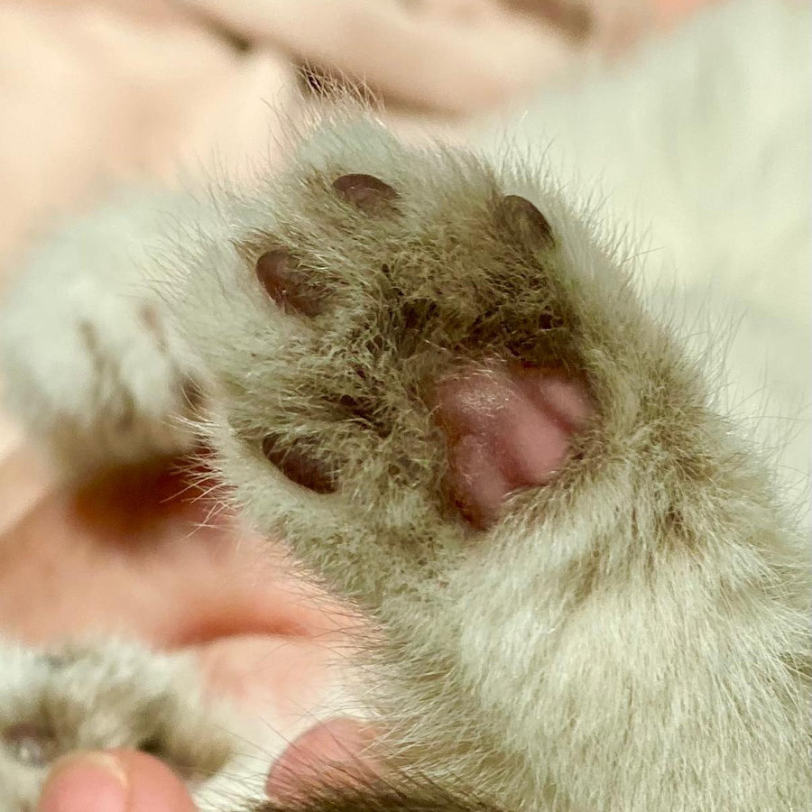 Montana British Shorthair female, chocolate golden chinchilla