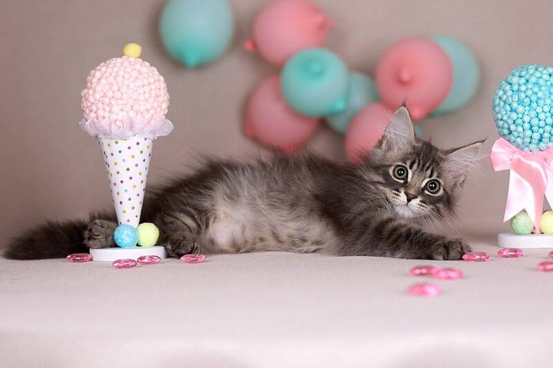 Fellix Siberian male blue with white spotted tabby - live animals