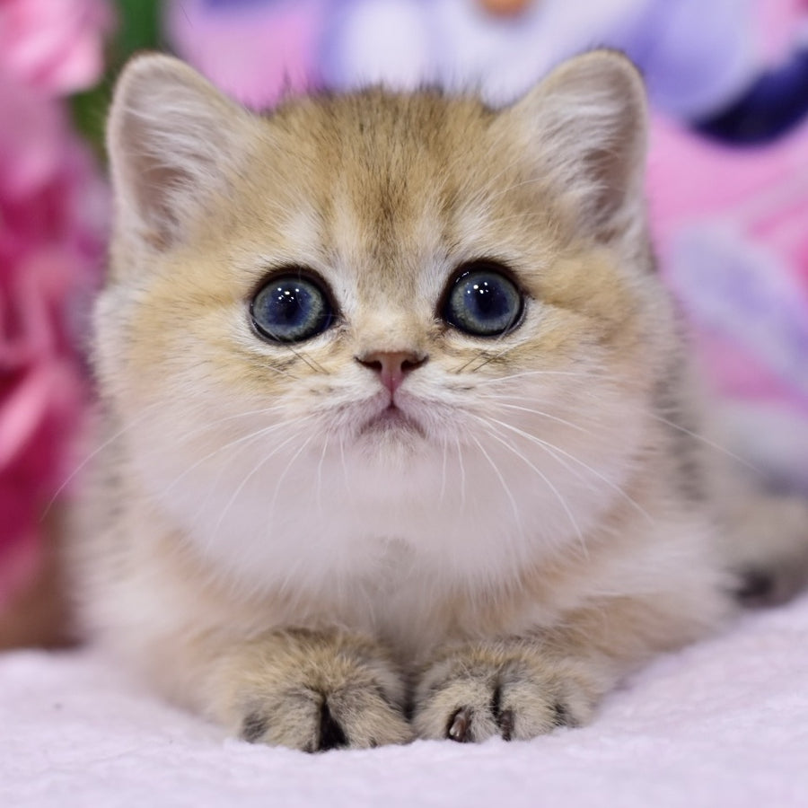 Galaxy British Shorthair female, black golden shaded