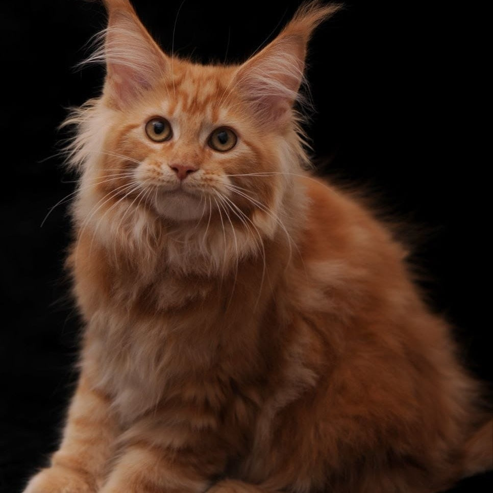 Rakel Maine Coon female, red