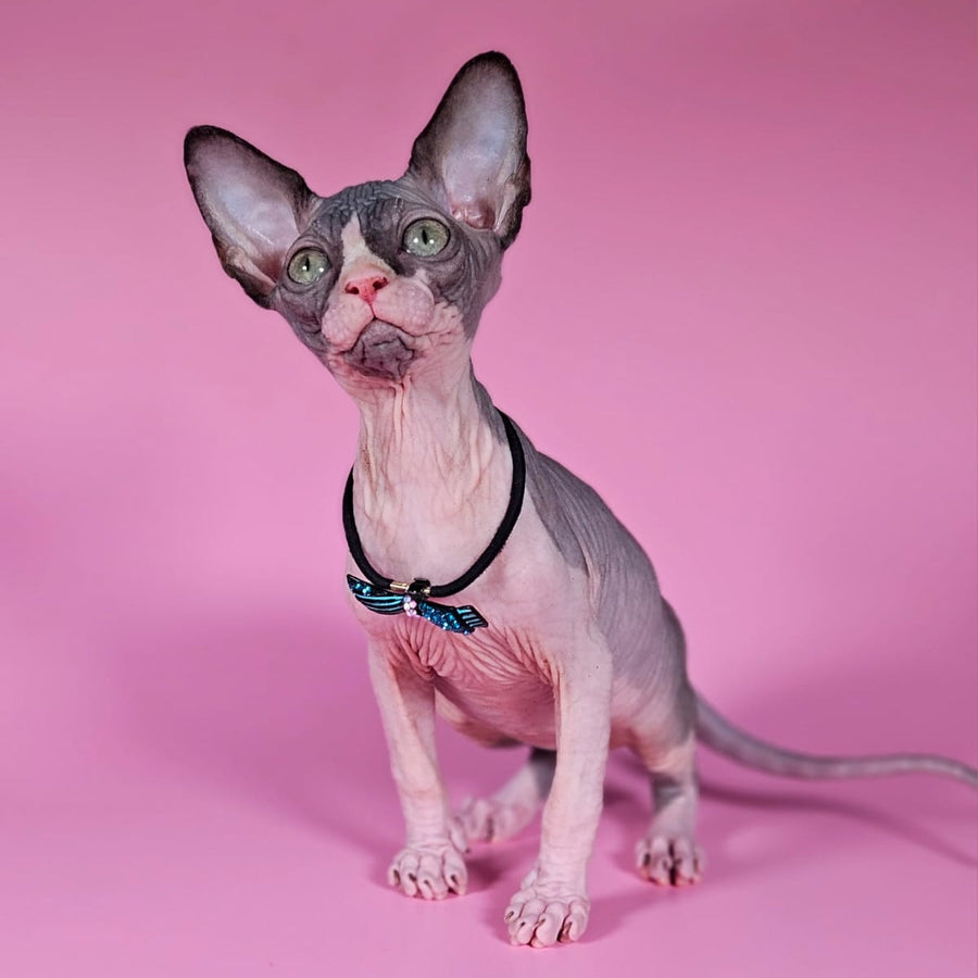 Basalt Canadian Sphynx male, black bicolour