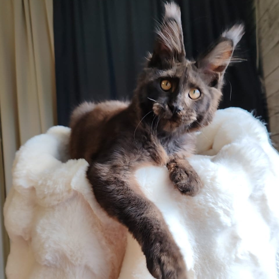 Sharhan Maine Coon male, black silver