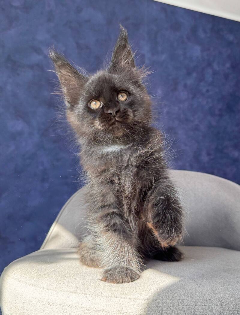 Azari Maine Coon female black silver with white - live animals