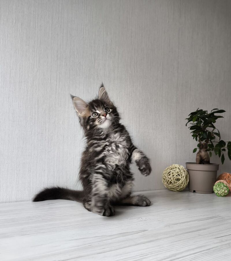 Hector Maine Coon male, black tabby