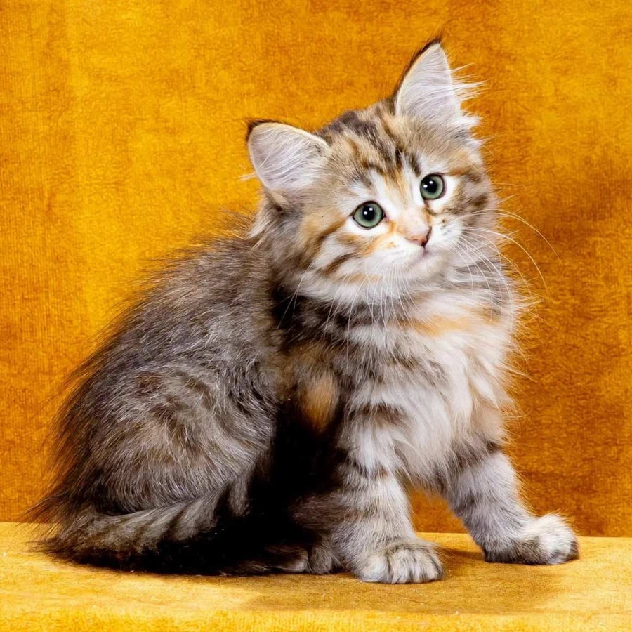 Ivanka Siberian female, black tortie spotted tabby